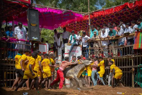 Madurai Jallikattu-2