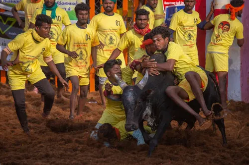 Madurai Jallikattu-3