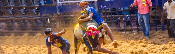 Madurai Jallikattu-4